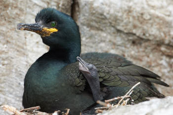 Oiseaux de mer<br>NIKON D4, 500 mm, 5000 ISO,  1/2500 sec,  f : 8 